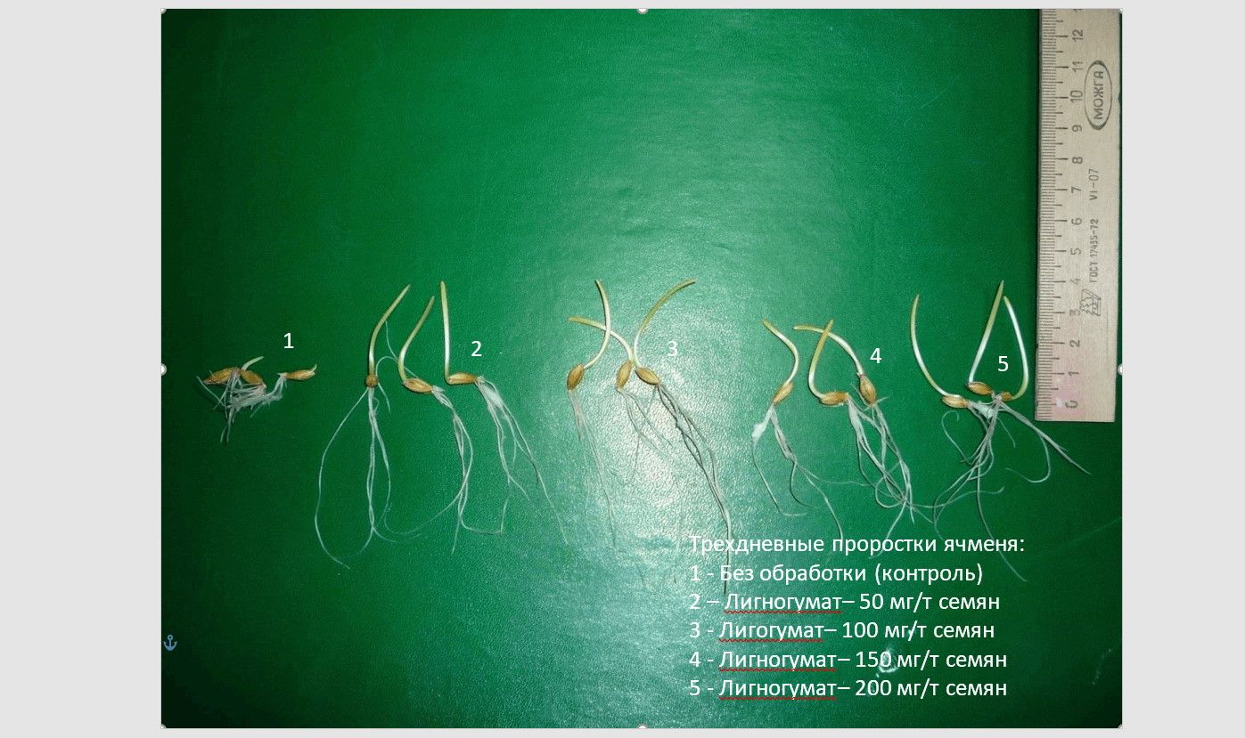 Влияние Лигногумата(Сфинкс) на посевные качества семян ячменя | Торговый Дом  «Кирово-Чепецкая Химическая Компания»