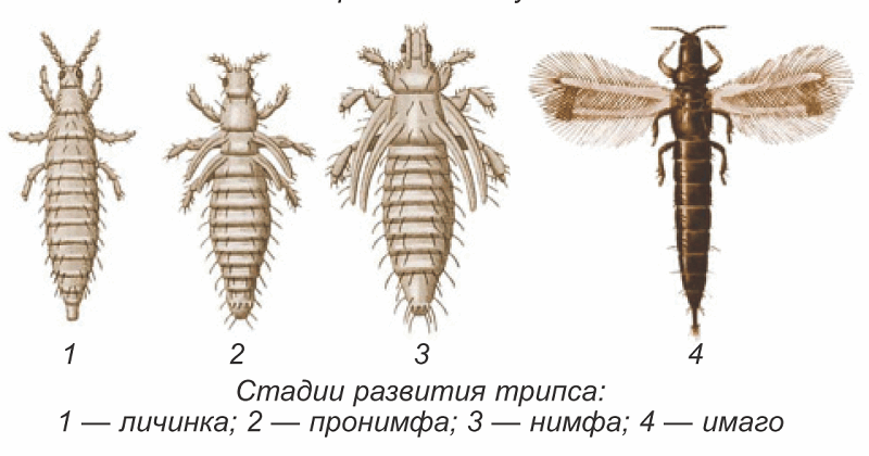 Личинка отличается от имаго. Пшеничный трипс Имаго. Пшеничный трипс личинка. Личинка ржаного трипса. Трипсы личинки Имаго.