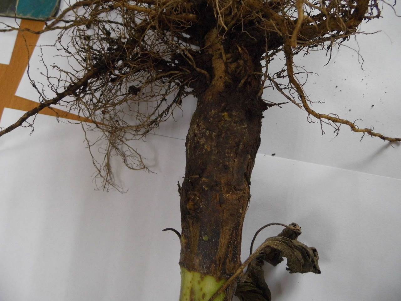 Черная ножка у растений. Фузариозная корневая гниль. Корневая гниль фузариоз. Фузариоз томатов корны. Фузариоз подсолнечника.