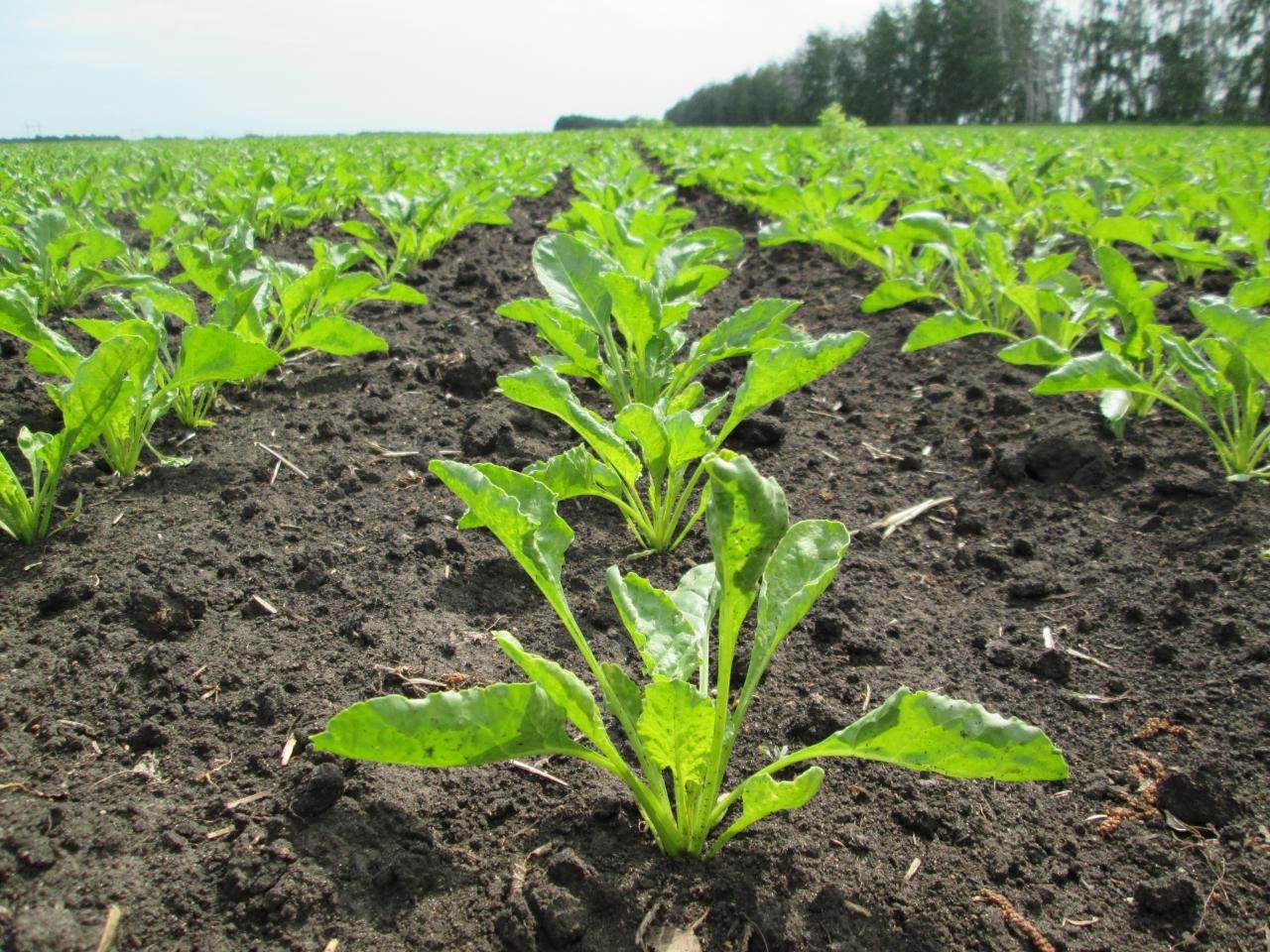 Дигестия сахарной свеклы. Sugar Beet рассада. Семеноводческое хозяйство сахарная свекла. Всходы сахарной свеклы.