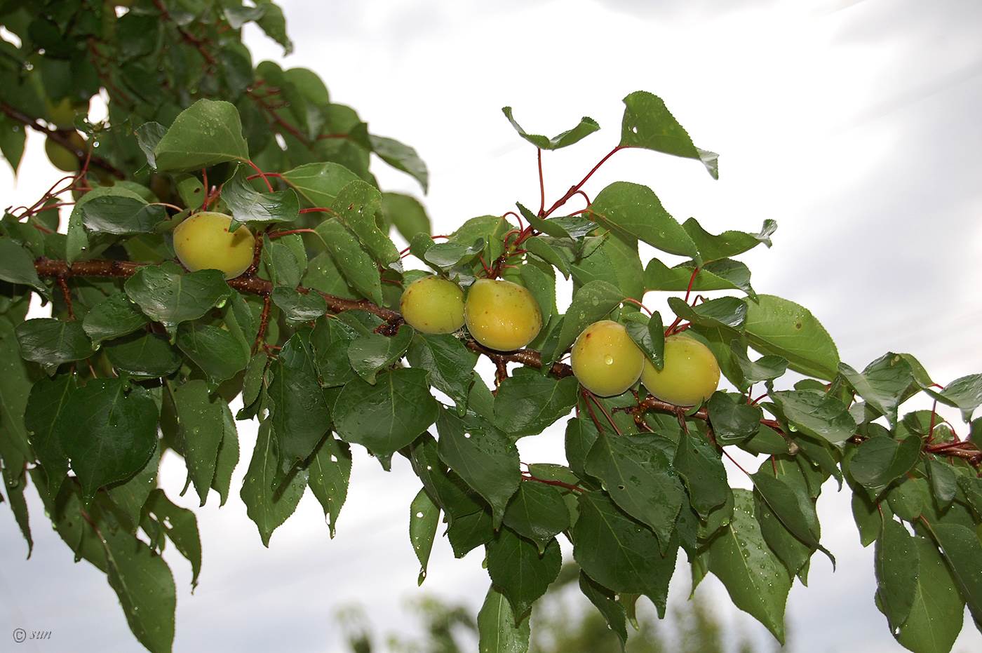 Prunus armeniaca L. - Абрикос обыкновенный