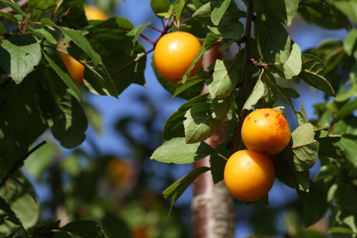 Prunus cerasifera Ehrh. - Слива вишненосная, алыча