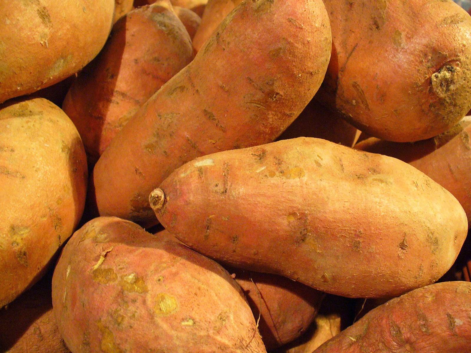 Батат - Ipomoea batatas (L.) Lam.