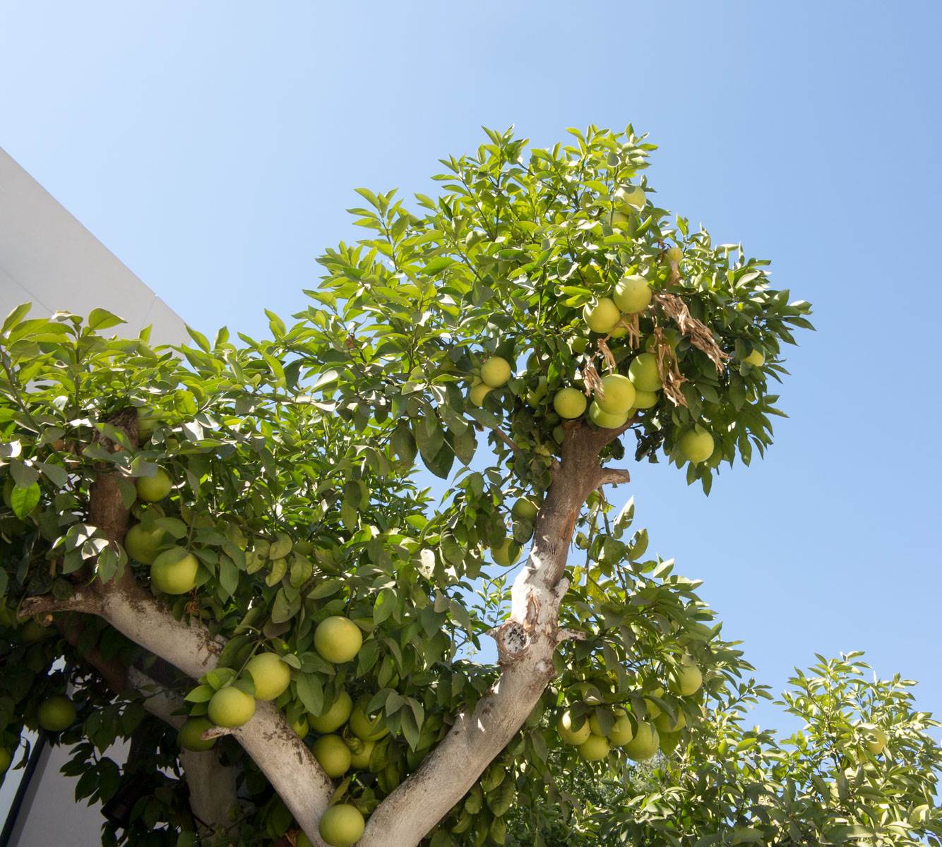 Грейпфрут - Citrus paradisi Macfad.