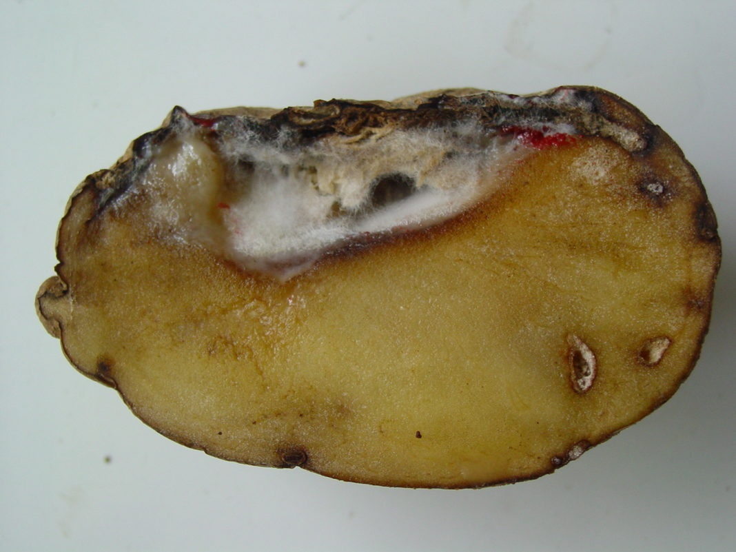 Фузариозное увядание картофеля - Fusarium oxysporum Schl.