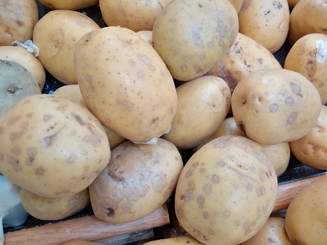 Серебристая парша картофеля - Helminthosporium solani 