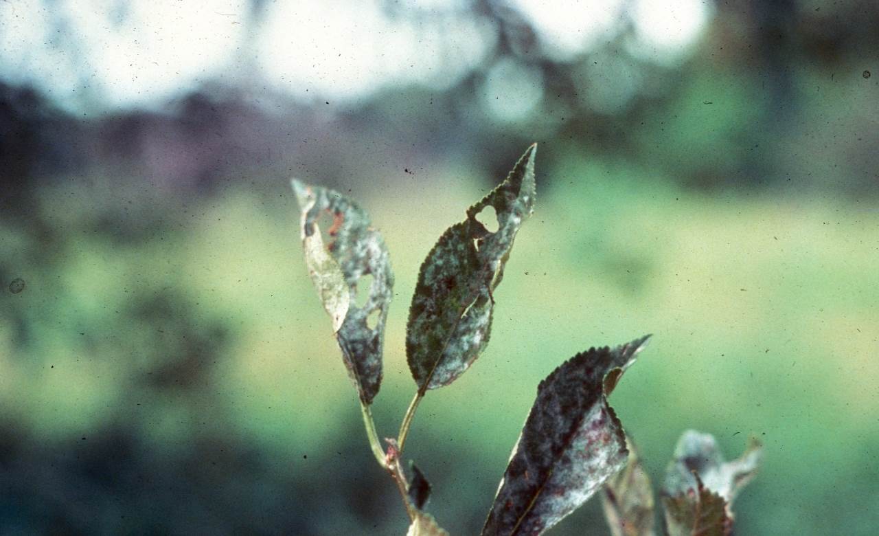 Мучнистая роса яблони - Podosphaera leucotricha Salm (анаморфа - Oidium farinosum)