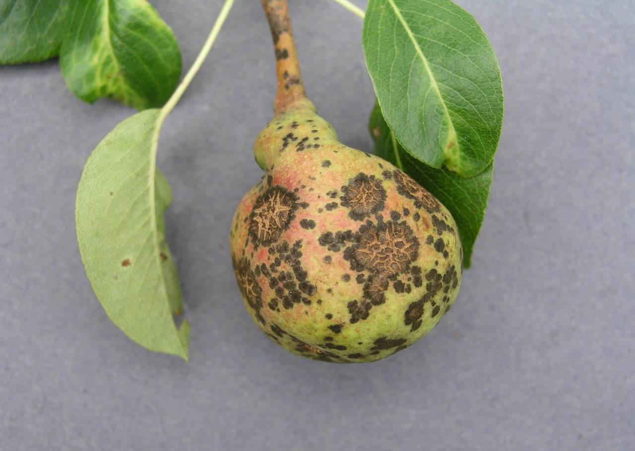 Парша груши - Venturia pirina Aderh , анаморфа - Fusicladium pirinum (Sib.) Fokl.