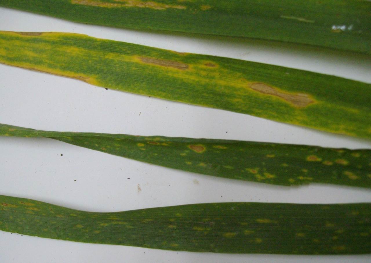 Желтая пятнистость пшеницы - Pyrenophora tritici-repentis (Died.) Drechsler
