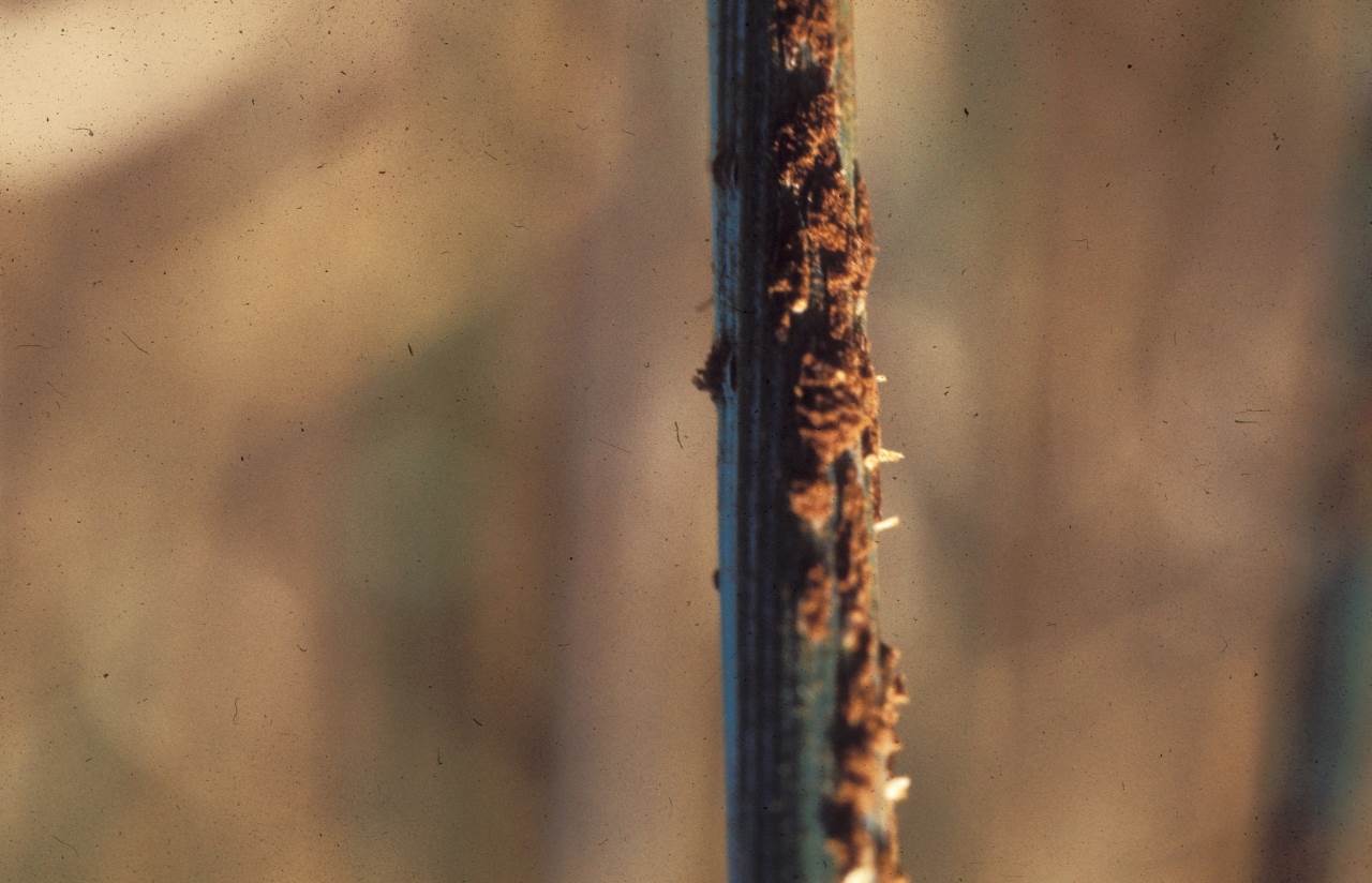 Стеблевая (линейная) ржавчина злаковых культур - Puccinia graminis