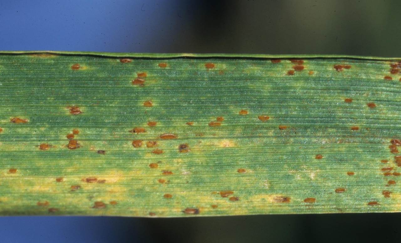 Бурая листовая ржавчина пшеницы - Puccinia recondita Rob. ex Desm f. sp. tritici