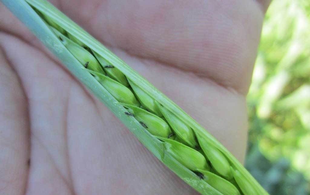 Пшеничный трипс. Haplothrips tritici - трипс пшеничный. Пшеничный трипс на пшенице. Полосатый трипс на пшенице. Повреждения пшеницы трипсами.