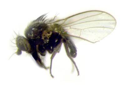 Рисовый минер - Agromyza oryzae (Munakata)