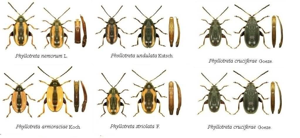 Блошки крестоцветные - Phyllotreta nemorum L., Ph. undulata Kutsch., Ph. armoraciae Koch., Ph. striolata F., Ph. atra Fabr., Ph. cruciferae Goeze., Ph. nigripes F.