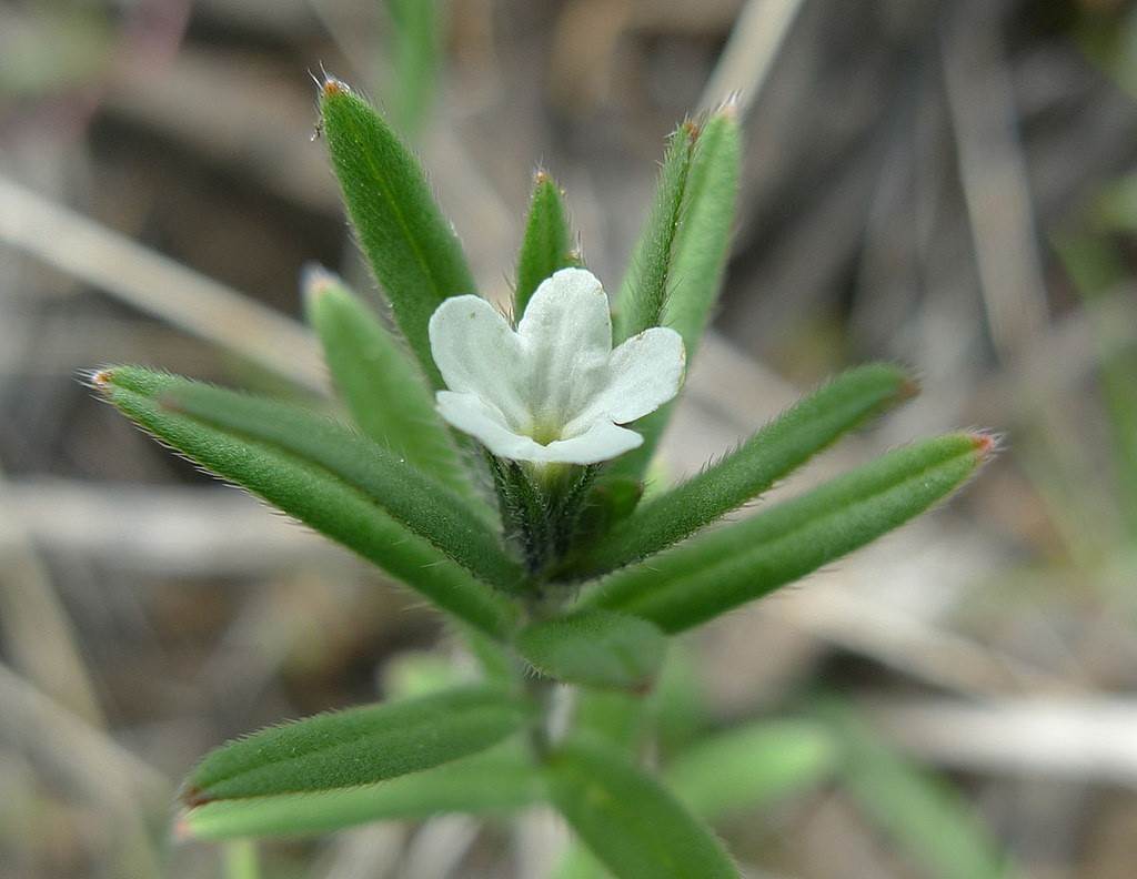 Воробейник полевой, Буглоссоидес полевой - Buglossoides arvensis (L.) I.M. Johnst.