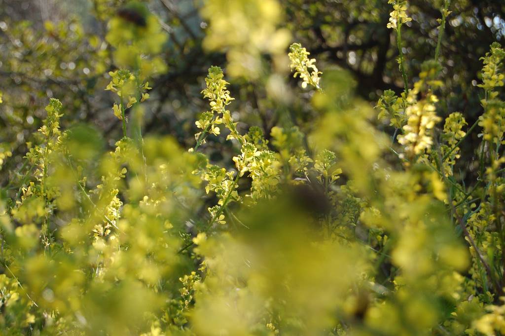 Brassica campestris L. - Капуста полевая