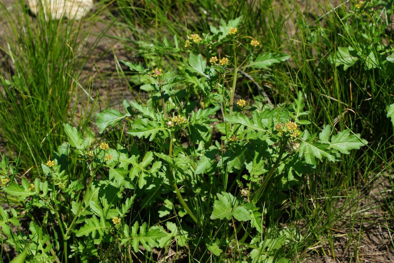 Rorippa palustris (L.) Bess. - Жерушник болотный