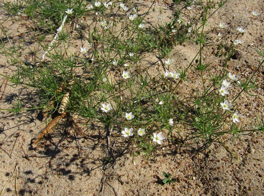 Spergula arvensis L. - Торица полевая, обыкновенная
