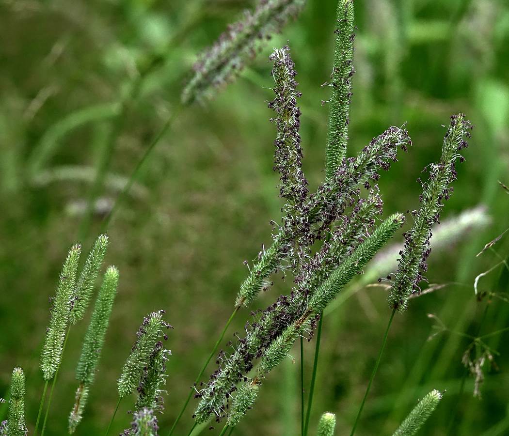 луговая трава тимофеевка фото и описание