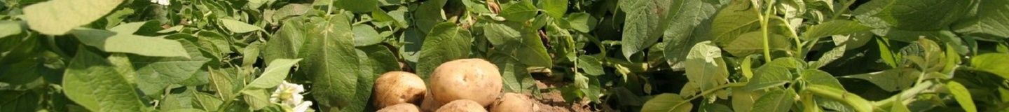 Программа защиты картофеля