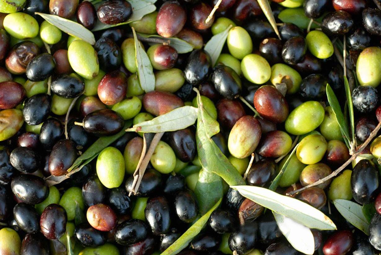 Que hacer con las aceitunas de un olivo