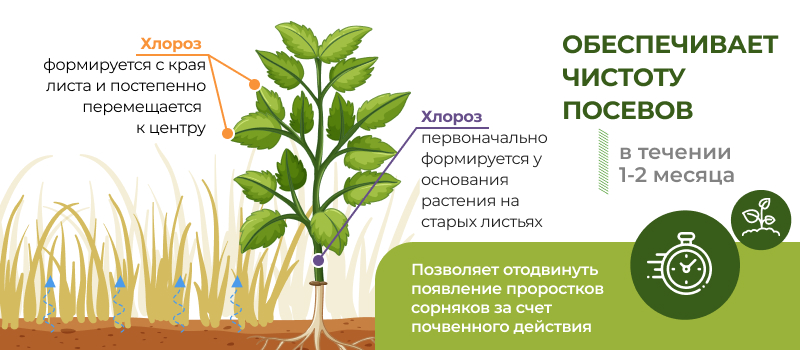 Механизм действия Гильотина