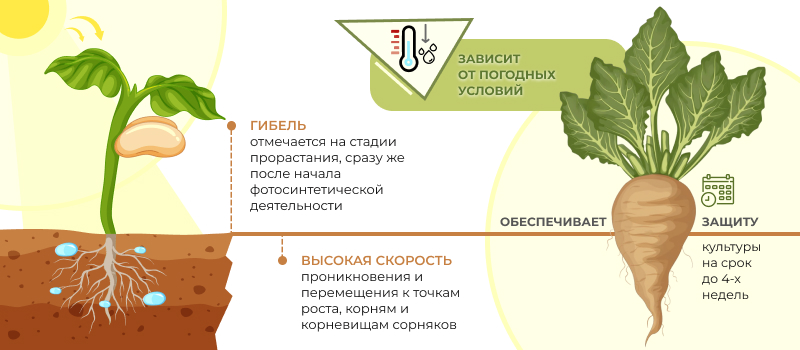 Механизм действия Метамитрон