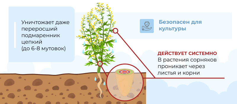 Механизм действия Флагман