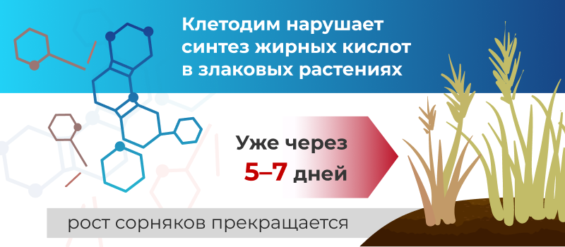 Механизм действия Берилл Макс