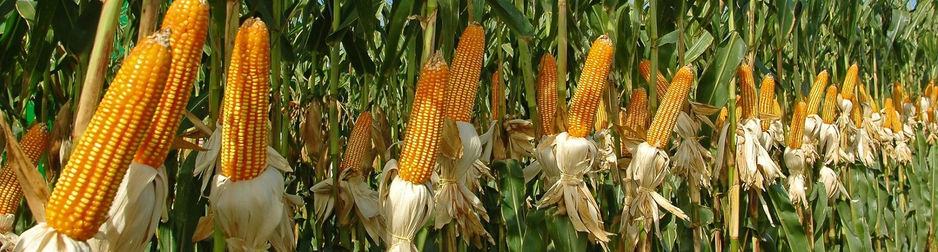 Кукуруза. Контроль широколистных и злаковых