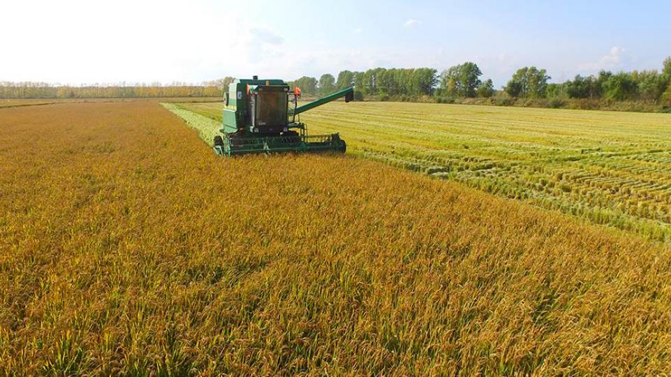 Russian agriculture. Провинции Хэйлунцзян сельское хозяйство. Уборка урожая риса. Уборка урожая на рисовых полях. Сельское хозяйство Китая пшеница.