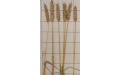 Безостый сорт мягкой пшеницы Арабелла - Image preview 1