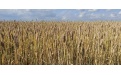 Безостый сорт мягкой пшеницы Арабелла - Image preview 2