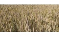 Безостый сорт мягкой пшеницы Арабелла - Image preview 3