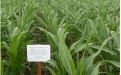 Кукуруза на зерно в условиях Оренбургской области - Image preview 1
