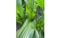Дефицит цинка на кукурузе (Zn) - Image preview 1