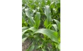 Дефицит цинка на кукурузе (Zn) - Image preview 2