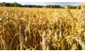 Яровая пшеница - особенности защиты - Image preview 1