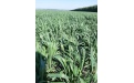 Система защиты озимой пшеницы в Республике Мордовия - Image preview 3