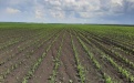 Пример работы Агроника Гранд в посевах кукурузы на зерно - Image preview 1