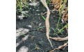 Пример работы Агроника Гранд в посевах кукурузы на зерно - Image preview 2