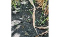 Пример работы Агроника Гранд в посевах кукурузы на зерно - Image preview 5