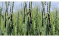 Пыльная головня пшеницы Ustilago tritici - Image preview 1