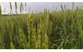 Пыльная головня пшеницы Ustilago tritici - Image preview 3