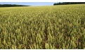 Оптимизация минерального питания яровой пшеницы - Image preview 1