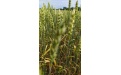 Оптимизация минерального питания яровой пшеницы - Image preview 2