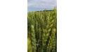 Оптимизация минерального питания яровой пшеницы - Image preview 4