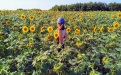В Тамбовской области собран рекордный урожай подсолнечника - Image preview 2
