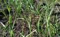 Промежуточные результаты комплексной защиты посевов яровой пшеницы в Челябинской области - Image preview 2