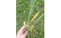 Ацерия тритици - переносчик вируса желтой мозаики озимой пшеницы - Image preview 1